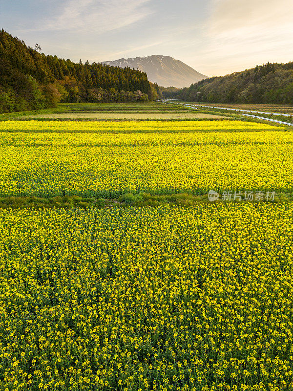 Aerial view of Canola flower fields at sunrise